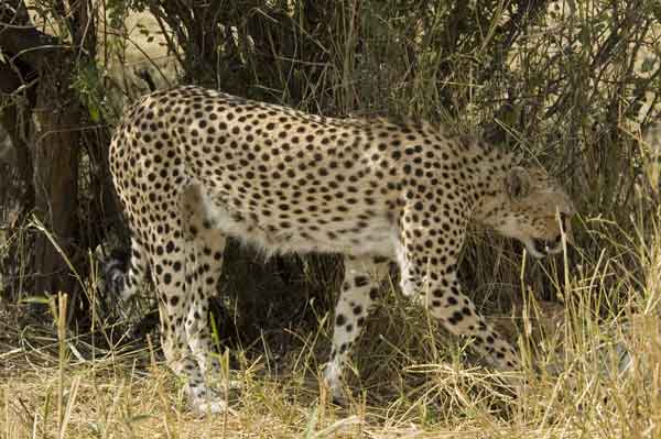 Guepardo - reserva nacional de Masai Mara - Kenia 07.jpg